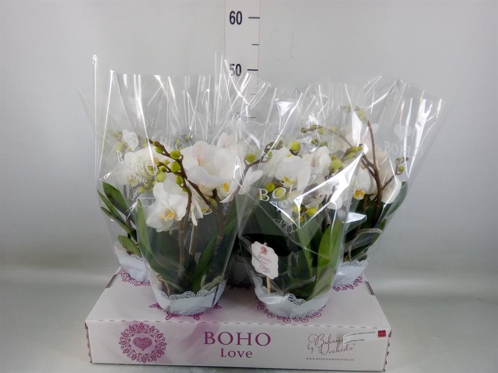 <h4>Phalaenopsis   ...white</h4>