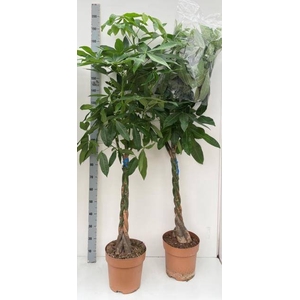 PACHIRA AQUATICA