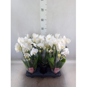 Phalaenopsis   ...white