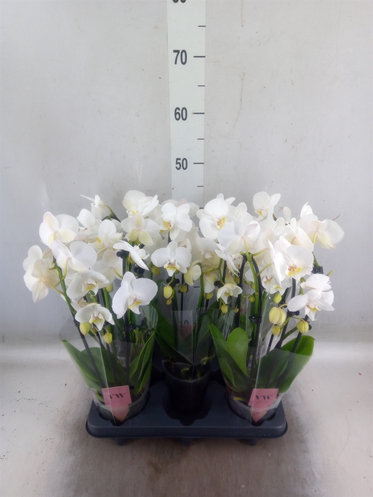 <h4>Phalaenopsis   ...white</h4>
