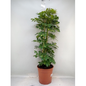 Schefflera arbor. 'Gold Capella'