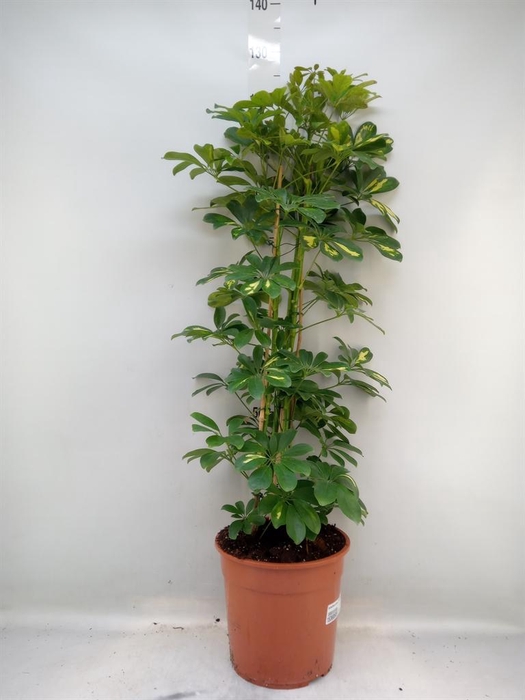 <h4>Schefflera arbor. 'Gold Capella'</h4>