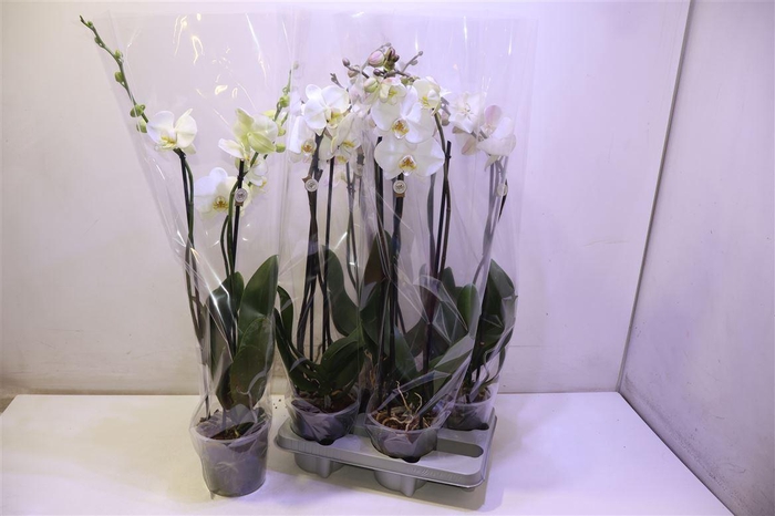 <h4>arr8 Phal Ov Wit</h4>