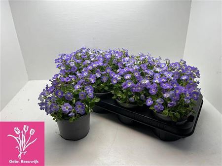 <h4>Aubr F Blue Blush Bi</h4>