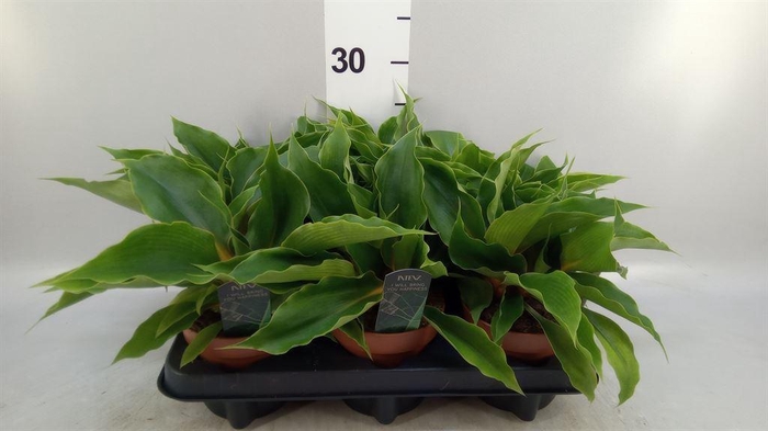 <h4>Chlorophytum orchi. 'Fire Flash'</h4>