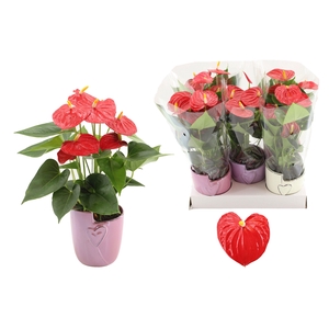 Anthurium Esudo in Joa ceramics