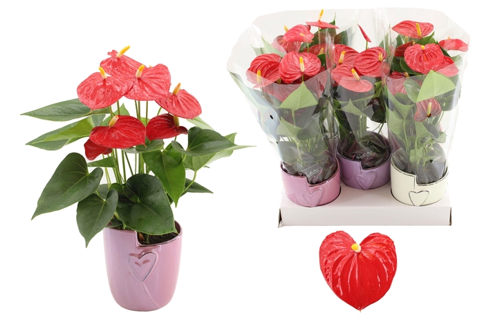 <h4>Anthurium Esudo in Joa ceramics</h4>