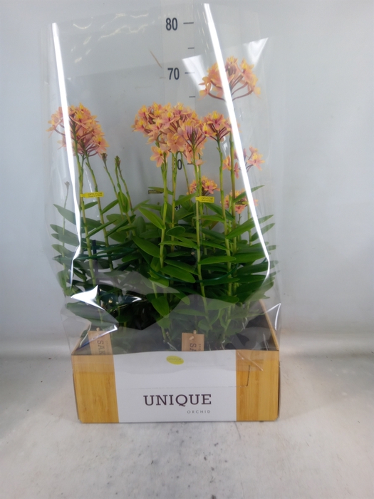 <h4>Epidendrum   ...</h4>