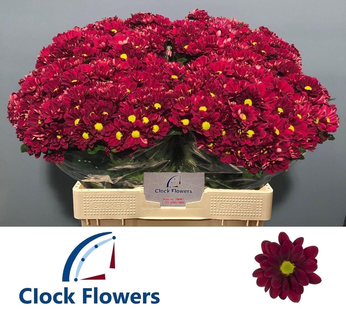 <h4>Chr T Mexicano</h4>