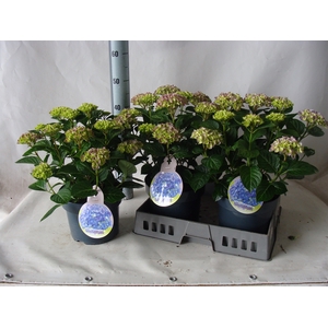 Hydrangea mac.   ...