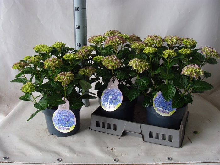<h4>Hydrangea mac.   ...</h4>