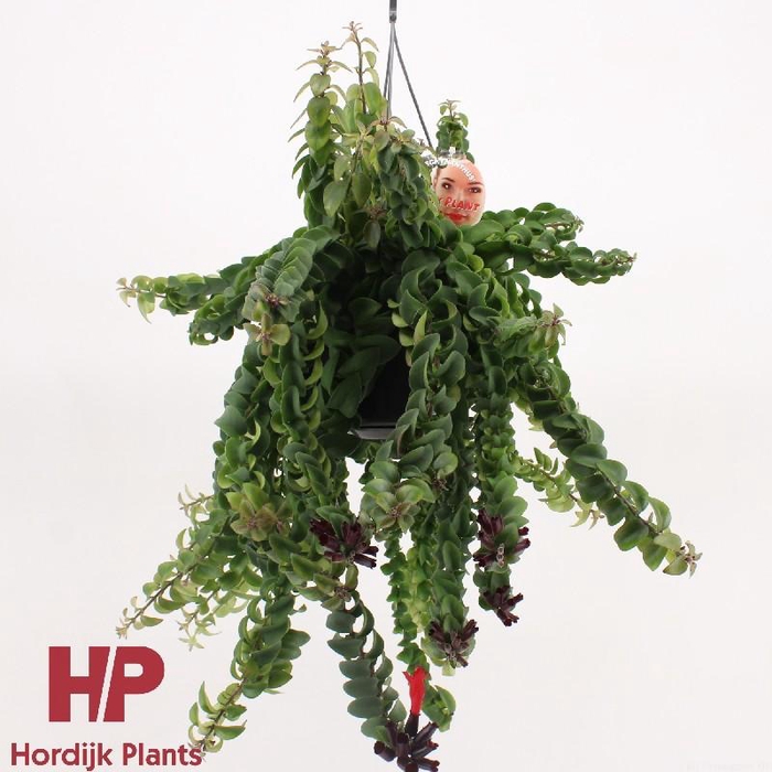 <h4>Aeschynanthus Twister XL hangpot Beperkt leverbaar</h4>