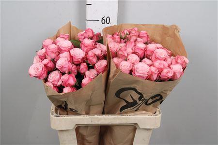 <h4>R Tr Birds Nest</h4>