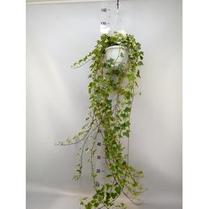Hedera helix 'Goldchild'