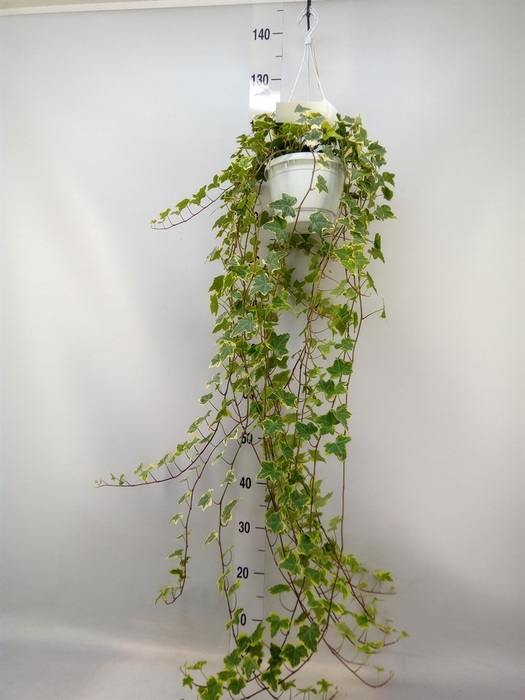 <h4>Hedera helix 'Goldchild'</h4>
