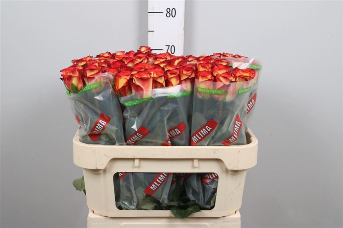 <h4>R Gr Firefox</h4>