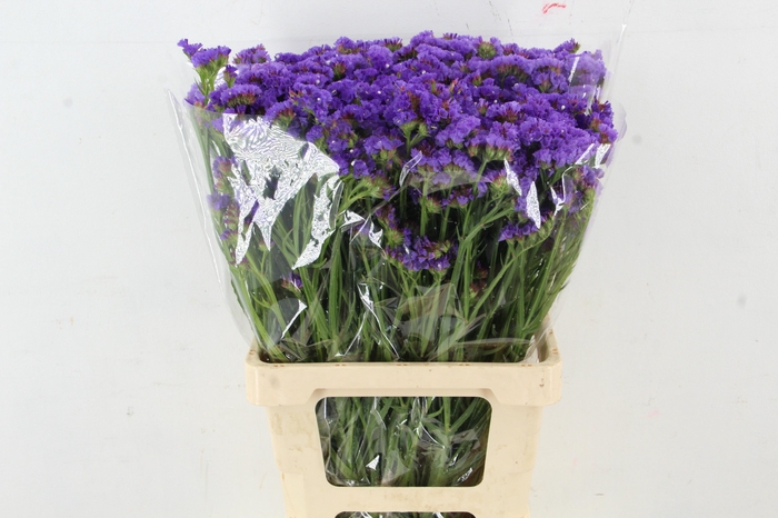 <h4>STATICE BLUE</h4>