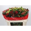 Hypericum Rainbow Romance Spray