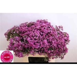 CHAME UN GRA JUPITER