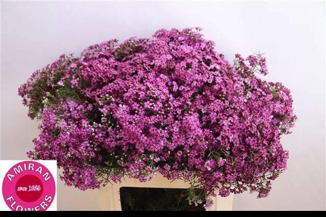 <h4>CHAME UN GRA JUPITER</h4>