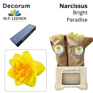 Narcissus Bright Paradise Small Box 100