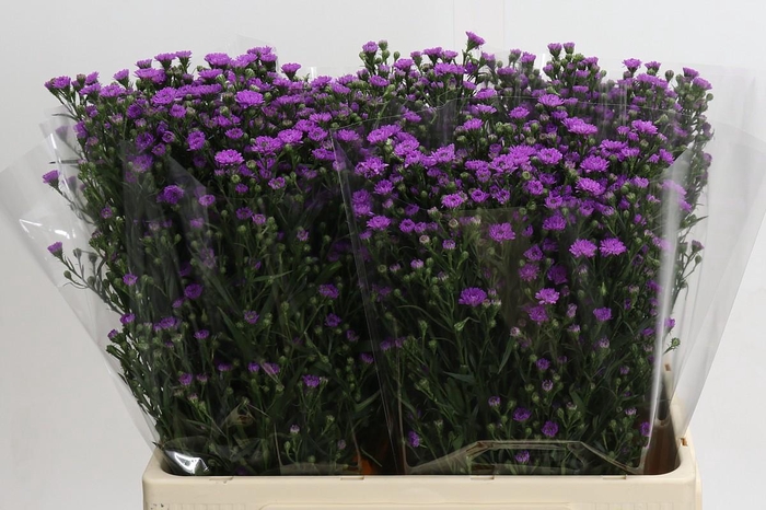 <h4>Aster Baby Pink</h4>