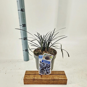 Ophiopogon planiscapus Niger