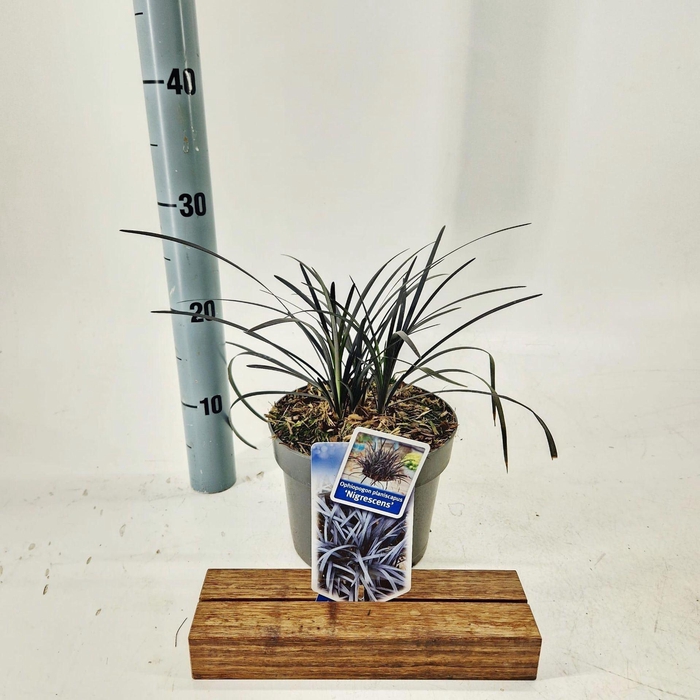 <h4>Ophiopogon planiscapus Niger</h4>