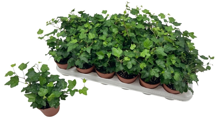 <h4>HED HE WONDER</h4>