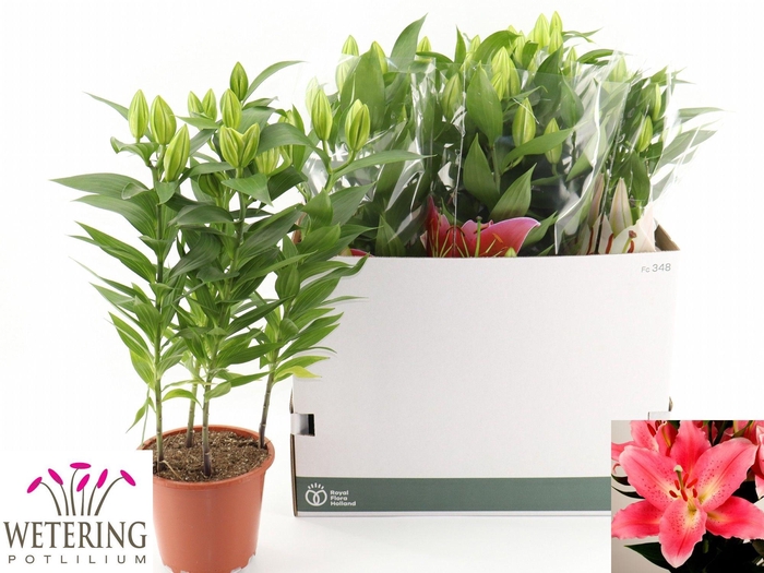 <h4>LIL OR SUNNY CAMINO</h4>