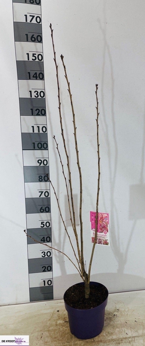 <h4>PRUN ACCOLADE</h4>