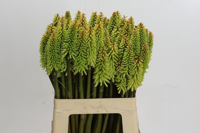 <h4>Kniphofia'Ice Queen</h4>