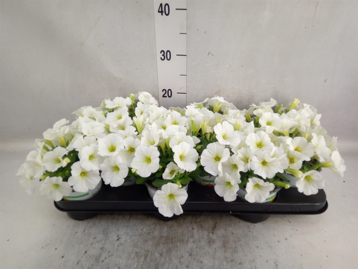 <h4>Petunia  'Famous Compact White'</h4>
