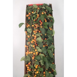 Malus Mag Orange Tak
