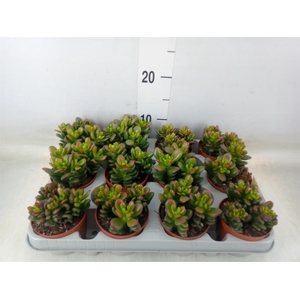 Crassula ovata 'Gandalf'