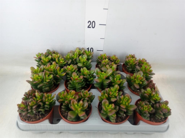 <h4>Crassula ovata 'Gandalf'</h4>