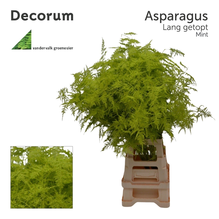 <h4>Asp lang getopt Mint</h4>