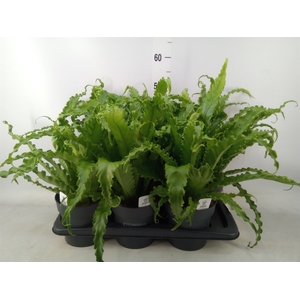 Asplenium antiquum 'Osaka'