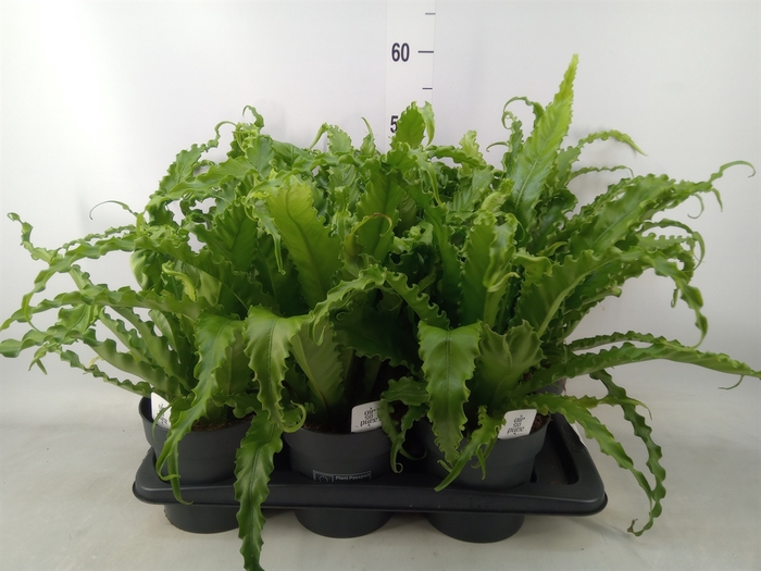 <h4>Asplenium antiquum 'Osaka'</h4>