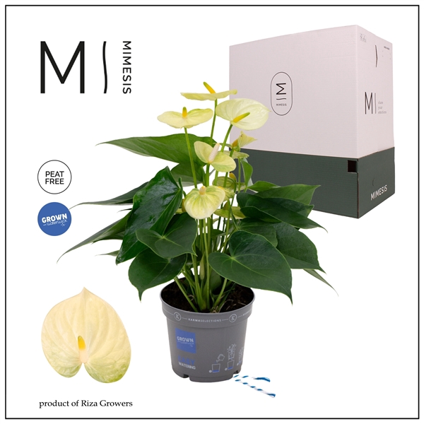 <h4>Mimesis Anthurium KARMA Lime - 12cm</h4>