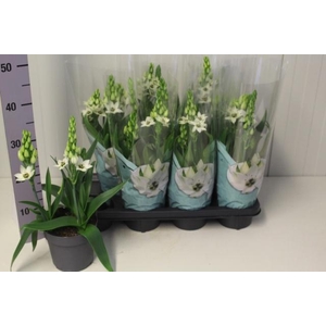 ORNITHOGALUM THYRSOI