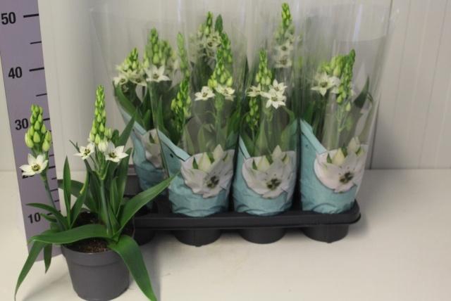 <h4>ORNITHOGALUM THYRSOI</h4>
