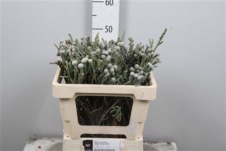 <h4>Kaaps Brunia Silver Young</h4>
