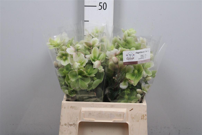 <h4>Hell Magnific Bells</h4>