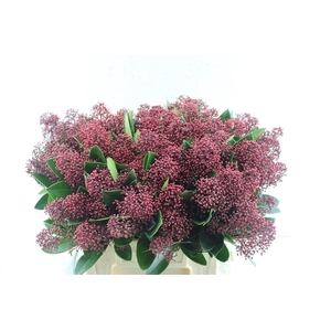 Skimmia Rubella Red Extra