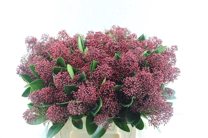 <h4>Skimmia Rubella Red Extra</h4>