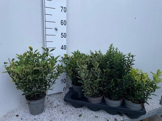 <h4>EUONYMUS JAP GEM</h4>