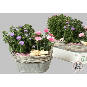 ARR TUINPLANTEN