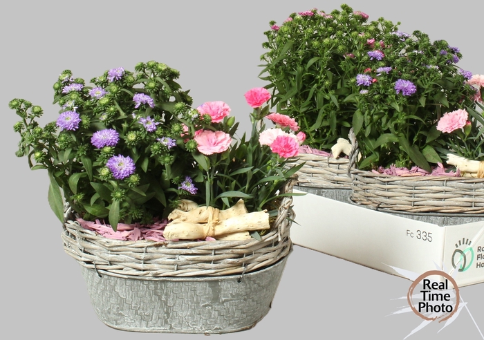 <h4>ARR TUINPLANTEN</h4>