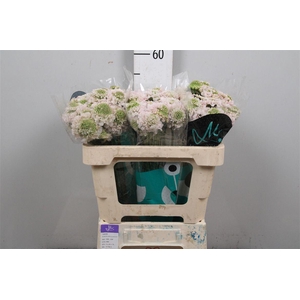 Scab At Fr Vanilla Bl Scoop